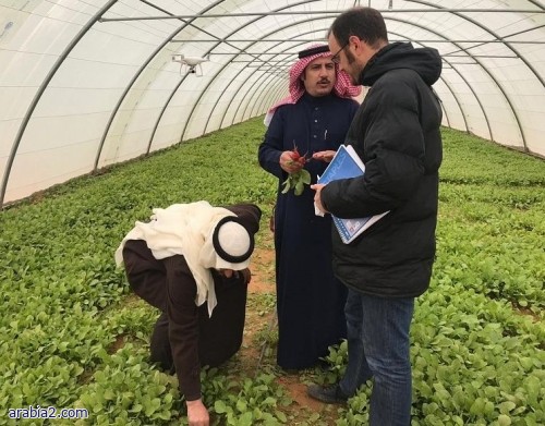 خبراء من جامعة الملك فيصل وجامعة فاخيننجن الهولندية يزورون مزارع رفحاء والعويقيلة